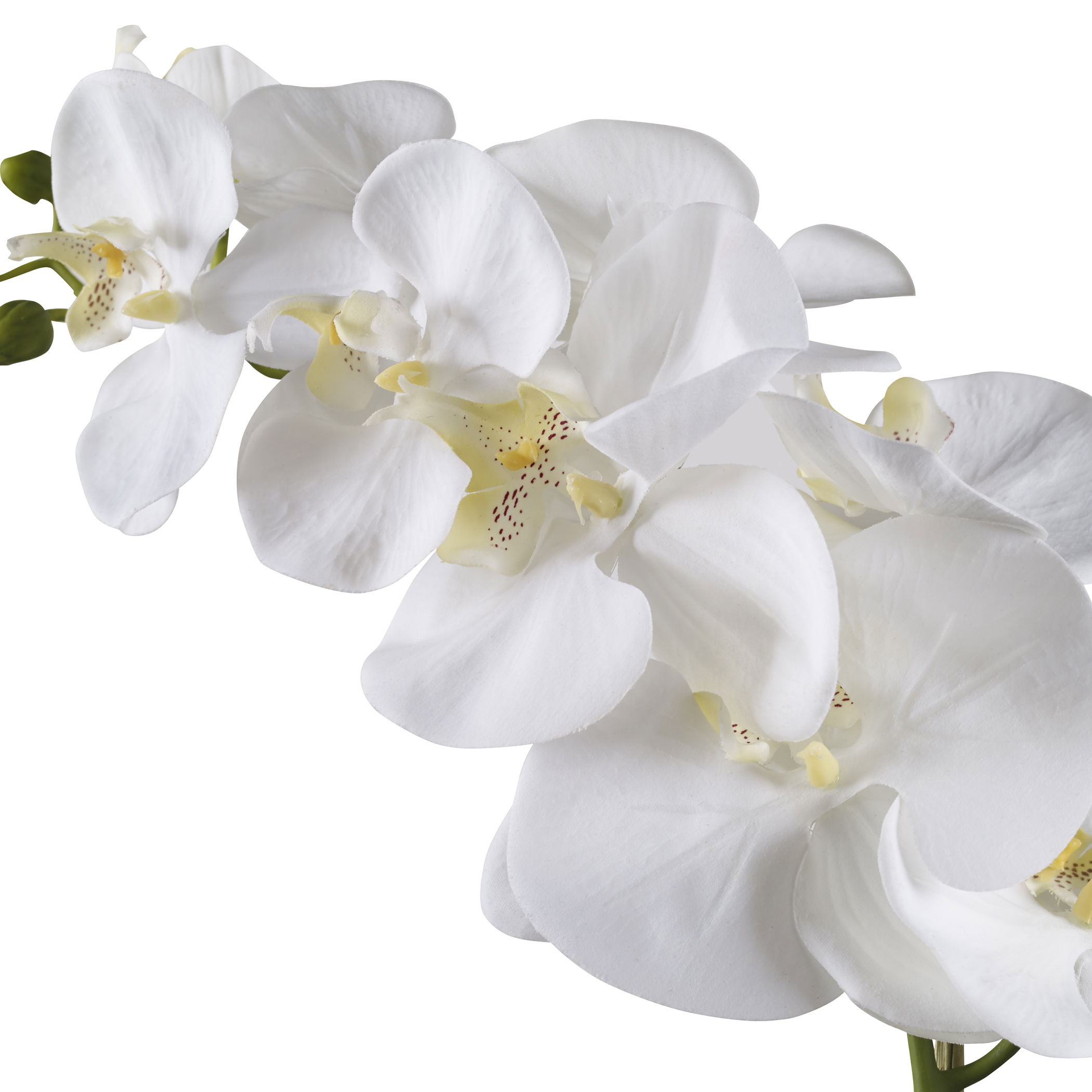 Cami White Orchid large image 