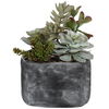 Alverio Desert Garden Succulents thumbnail 3