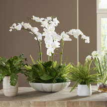 Online Designer Combined Living/Dining Flourish Orchid Centerpiece