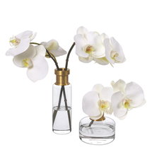 Online Designer Bathroom Phalaenopsis Orchid Set in Glass Vases