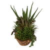 Salar Succulents In Teak Bowl thumbnail 3