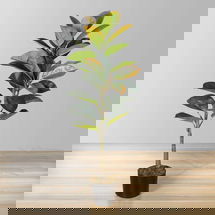 Online Designer Bedroom Vero Artificial Rubber Potted Plant 39''