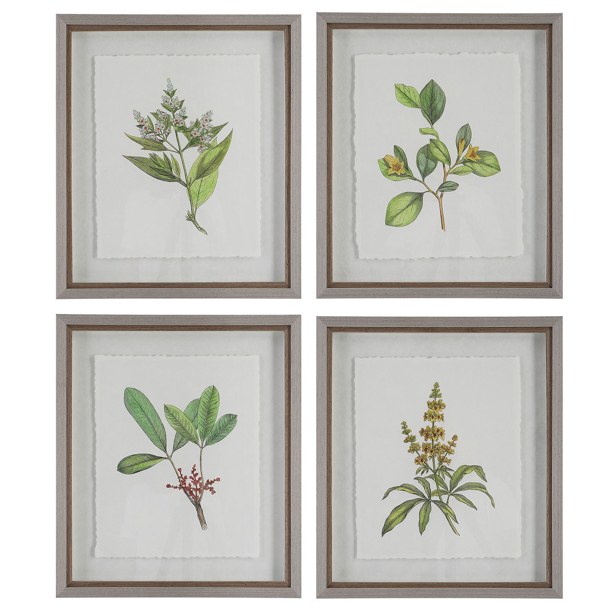 Wildflower Study Framed Prints Set/4, Art by Uttermost, 19" width x 22" height x 1.75" depth View 1