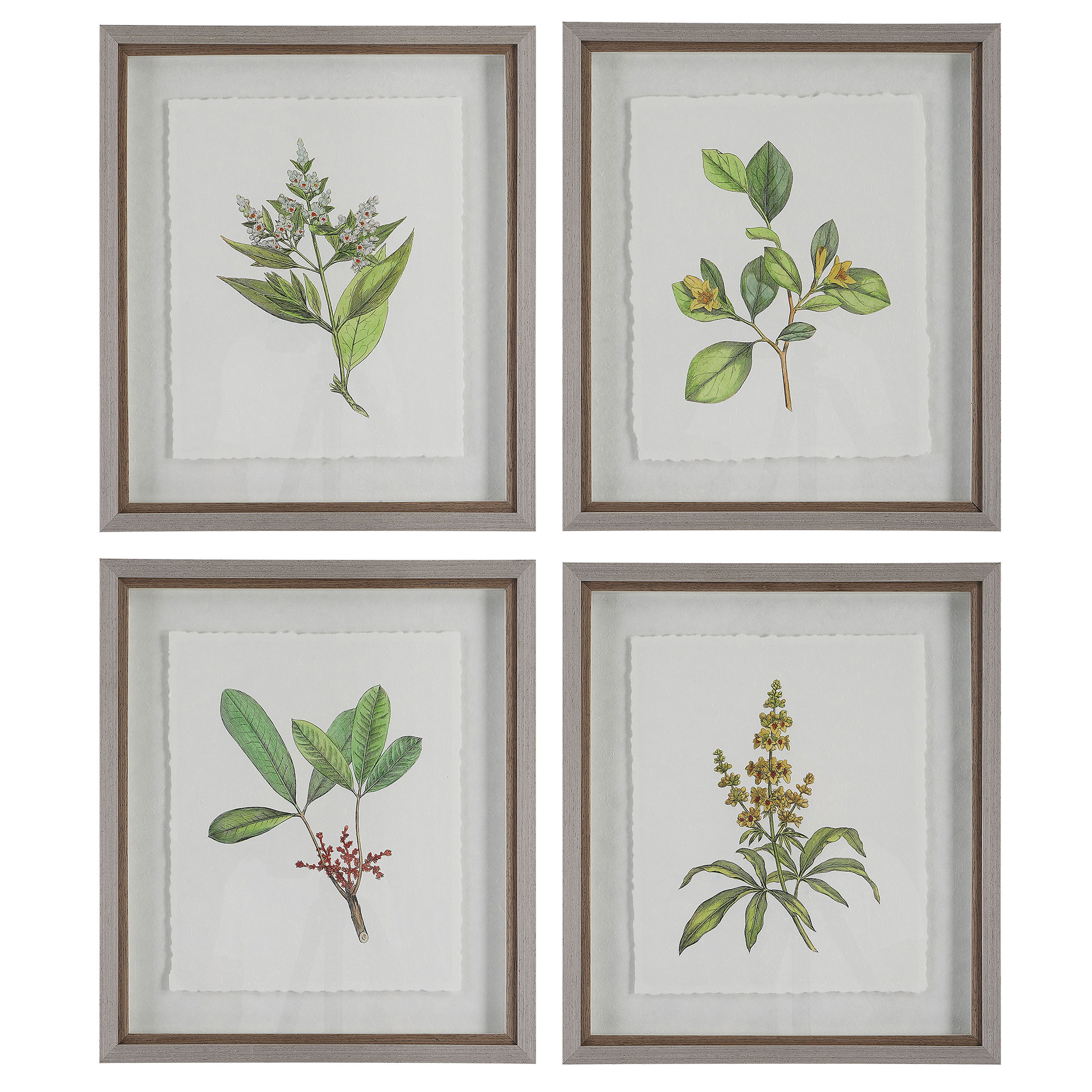 Wildflower Study Framed Prints Set/4, Painting by Uttermost, 19" width x 22" height x 1.75" depth View 1