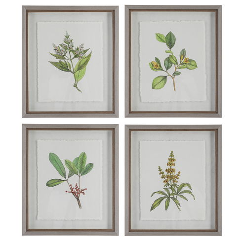 Wildflower Study Framed Prints Set/4
