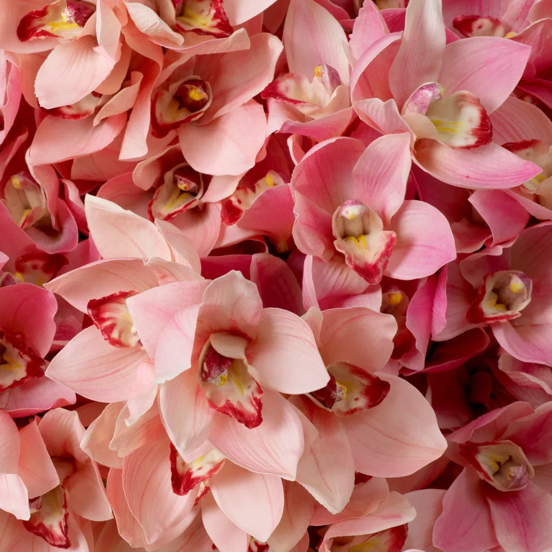 Bouquet Of Cymbidium Orchids Pink And Peach Tones Real Touch 36 Pcs/2Varieties, Artificial Plants & Flower by Eichholtz USA, 27.56" width x 19.5" height x 27.56" depth View 5